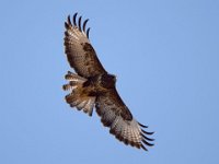 Maeusebussard (Buteo buteo) 37
